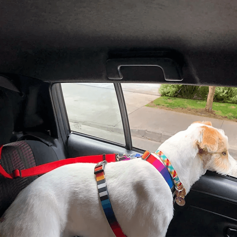 Cinto de segurança dois em um para animais de estimação, cor sólida, trela de chumbo de nylon, cinto de segurança ajustável para cães, coleira, acessórios para animais de estimação